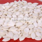new crop chinese snow white pumpkin seeds 11cm