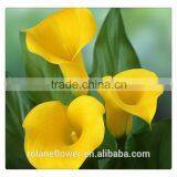 Indevidually Wrapped Export Yellow Bright Color Fresh Cut Calla Flower for Decoration thumbnail-1