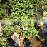 Sale Ulmus Pumila for outdoor planting