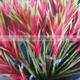 Silk Tropical Flower Tropical Presentation