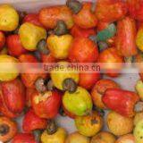 Raw Cashew With Shells thumbnail-2