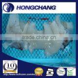 Frozen Giant Squid Neck thumbnail-1