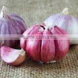 Takings Egyptian Garlic...dry Garlic With Best Quality thumbnail-1