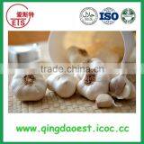 Fresh White Garlic Size :4.5-6.0 cm thumbnail-2