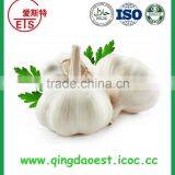 Fresh White Garlic Size :4.5-6.0 cm thumbnail-5
