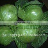 Chinese Round Green Cabbage New!!HOT!!