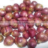 Indian Red Onion thumbnail-1