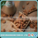 Raw and Roasted Apricot Kernels in Shell Size 650pcs/500g Superior Grade