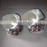 Turbo Marmoratus Green Turban Snail