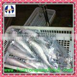 Grey Mullet thumbnail-1