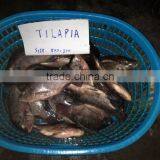 Frozen Whole Round Tilapia thumbnail-2