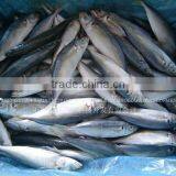 Frozen Horse Mackerel Fish Sea Fish thumbnail-1