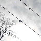 Remote Overhead Line Fault Circuit Indicator for Smart Grid