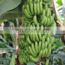 Automatic Banana Peeler Banana Peeling Machine thumbnail-3