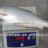 MILKFISH CONSUMPTION (Chanos Chanos)