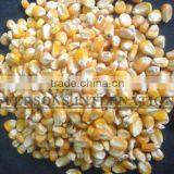 Paraguay Maiz Corn thumbnail-2