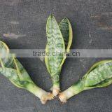 20-30cm Sansevieria Superba thumbnail-3