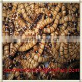 Informatiom on Raising Meal Worms Protein thumbnail-5