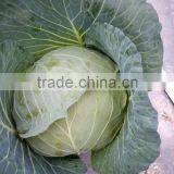 VIET NAM FRESH CABBAGES VIETGAP thumbnail-2