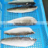 atlantic herring fillet seafood