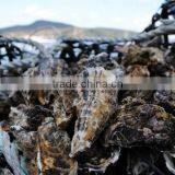 Korean Pollution-Free Region Tongyeong Pacific Oyster (Whole Shell / Half Shell / I.Q.F) (Live Oyser / Frozen Oyster) thumbnail-2