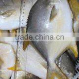 High Quality Frozen Golden Pomfret Fish thumbnail-2