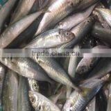 Mackerel Scad Frozen Blue Scad Fish for Sale thumbnail-1