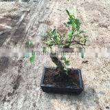 Ficus Microcarpa Bonsai in 15cm,20cm ,25cm ,30cm Pot,ball ,S Shape thumbnail-4