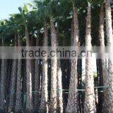 Washingtonia Robusta "Mexican Fan Palm" thumbnail-5