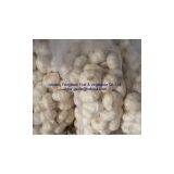 Fresh Jinxiang Garlic thumbnail-1