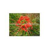 Shorttube Lycoris Extract Galanthamine