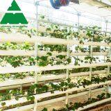 PC Sheet Greenhouse for Large-Scale Soilless Cultivation thumbnail-2