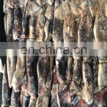 Whole Round Dosidicus Gigas Peru Giant Squid Frozen Giant Squid Price 300-500 500-1000 thumbnail-2