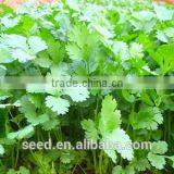 YanSui Chinese Large Leaves Good Yield Coriander Seeds