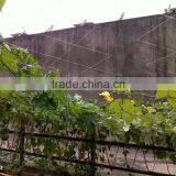 Tomato Supporting Netting / Plastic Plant Climbing Net thumbnail-6