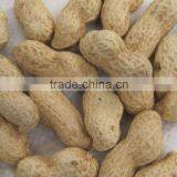 Peanut in Shell New Grop