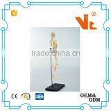 V-HM01 4D MASTER Artificial Human Bone Structure Model thumbnail-2