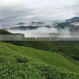 2016 New Nop Organic Canned Green Tea Bulk thumbnail-4