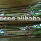 Desert Magnolia Stem YL224