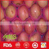 New Fresh Red Fuji Apple With Cheap Price and Rich Nutrition thumbnail-3
