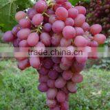 Crimson Grapes Supplier for Canada Market thumbnail-3