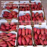 2016 new crop fresh sweet potato