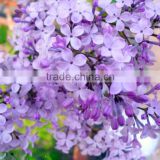 2016 high quality lilac tree seeds for growing