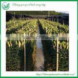 Fresh Cut Flowers Lily thumbnail-4