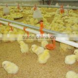 chicken ground raising equipment with automatic feeding and drinking line