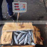 Frozen Sea Frozen Bonito With Cheap Price thumbnail-2