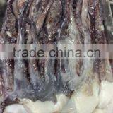 Frozen Squid Tentacle Of ILLex Squid thumbnail-1