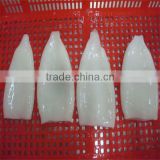 high quality frozen squid tube