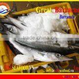 FROZEN BARRACUDA FISH WHOLE ROUND thumbnail-3