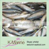 Frozen Scomber Japanese Lot Number#kmw4007 thumbnail-1